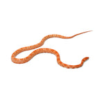 Mandarin Corn Snake