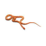 Mandarin Corn Snake