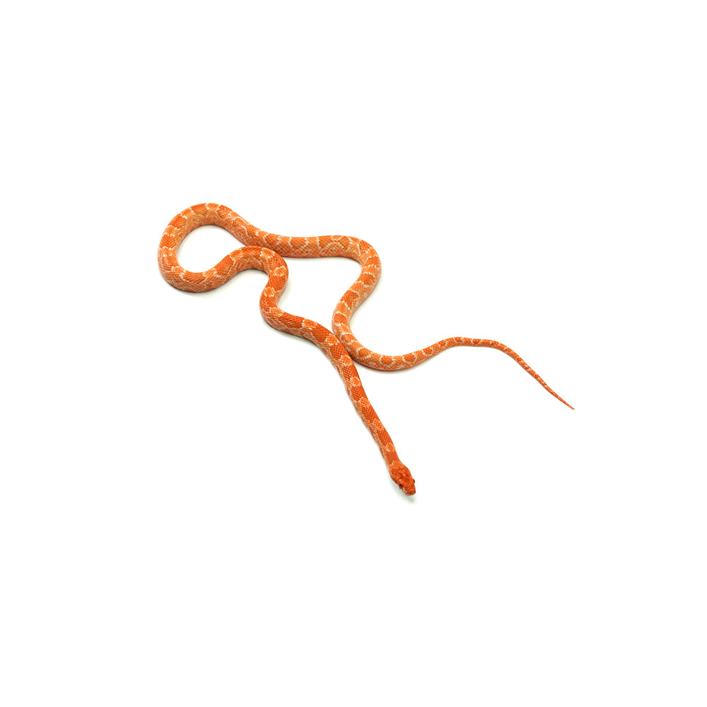Mandarin Corn Snake