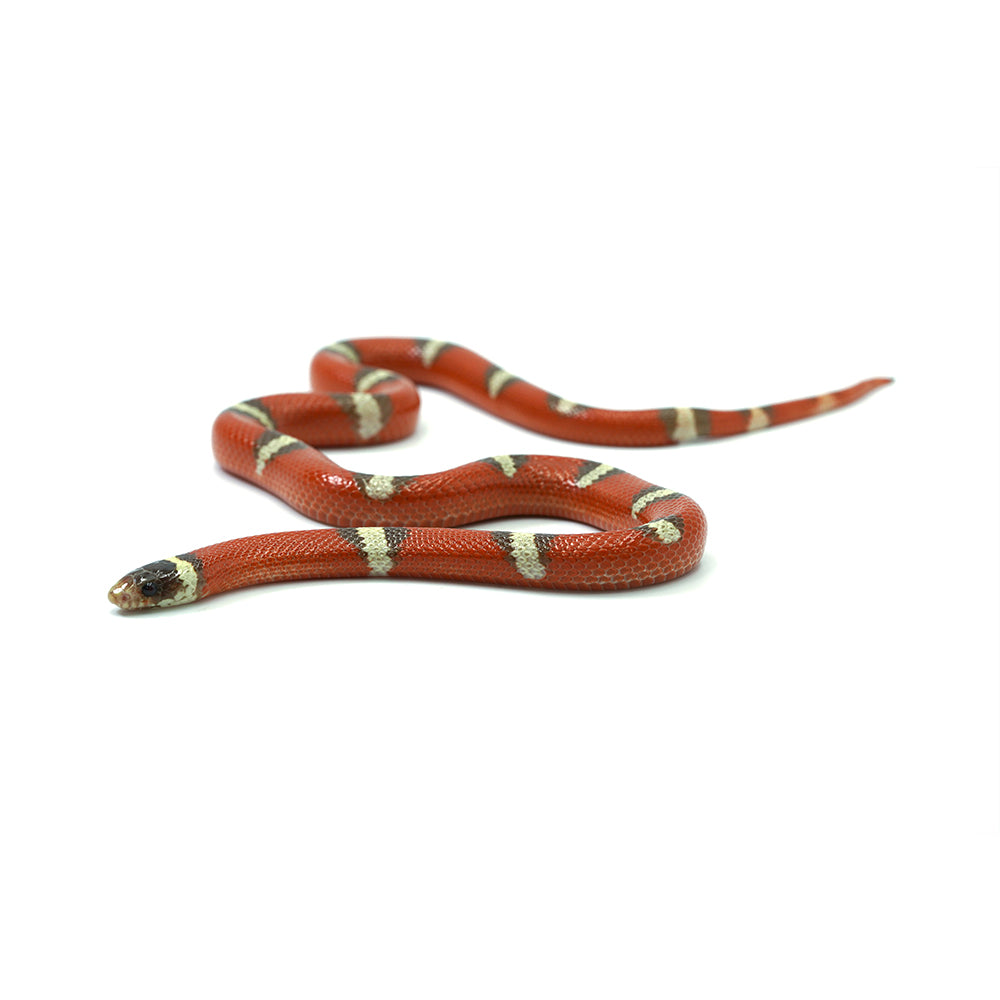 T+ Albino Nelson Milk Snake