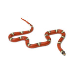 T+ Albino Nelson Milk Snake