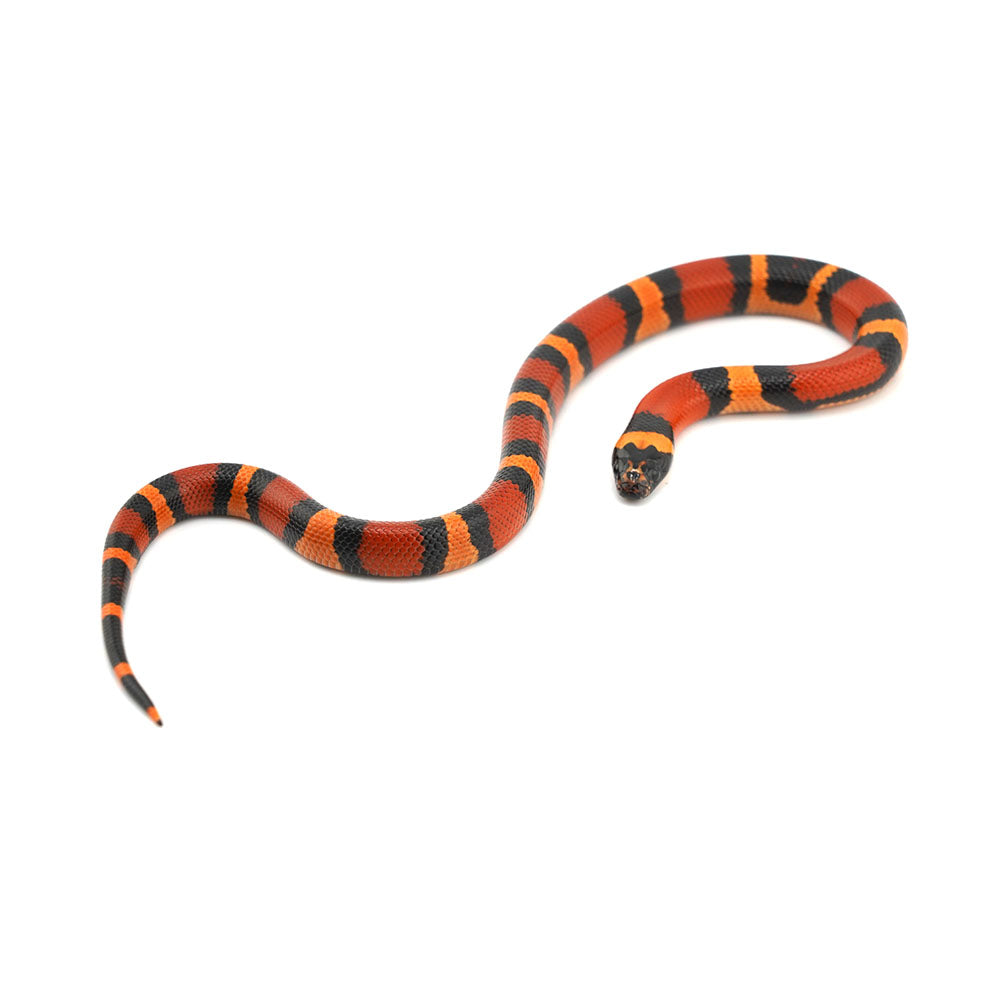 Apricot Pueblan Milk Snake