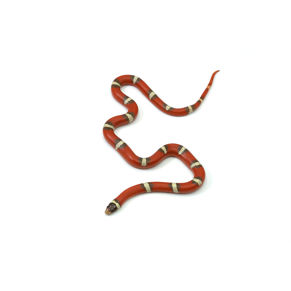 T+ Albino Nelson Milk Snake