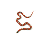 T+ Albino Nelson Milk Snake