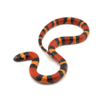 Apricot Pueblan Milk Snake