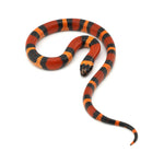 Apricot Pueblan Milk Snake