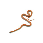 Kastanie Sunkissed Striped het Amel ph Caramel Corn Snake