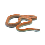 Kastanie Sunkissed Striped het Amel ph Caramel Corn Snake