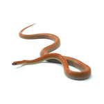 Kastanie Sunkissed Striped het Amel ph Caramel Corn Snake
