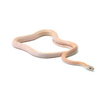 Coral Ghost Sunkissed Blood Red Motely ph Lava Amel (Pied) Corn Snake