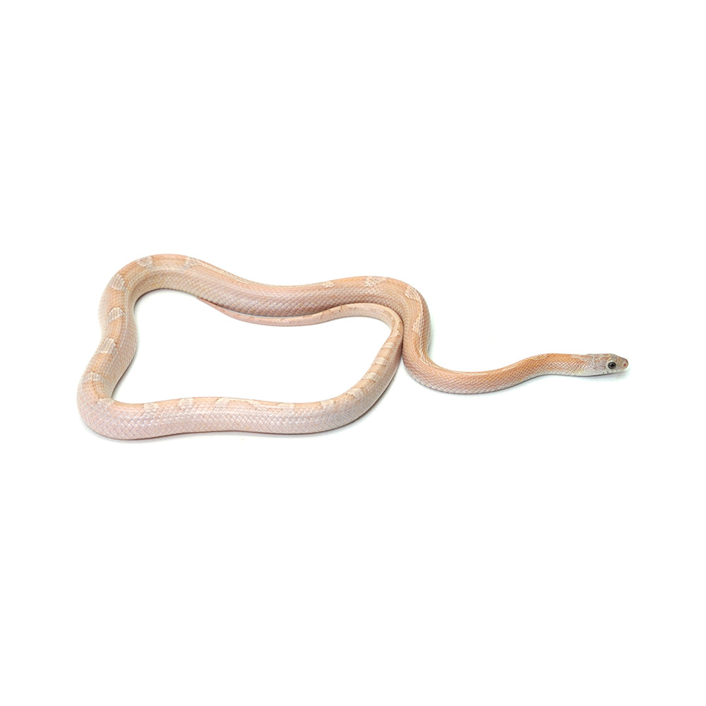 Coral Ghost Sunkissed Blood Red Motely ph Lava Amel (Pied) Corn Snake