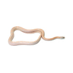 Coral Ghost Sunkissed Blood Red Motely ph Lava Amel (Pied) Corn Snake