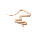 Coral Snow Sunkissed Blood ph Lava ph Motley Caramel Corn Snake