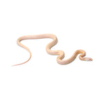 Coral Snow Sunkissed Blood ph Lava ph Motley Caramel Corn Snake