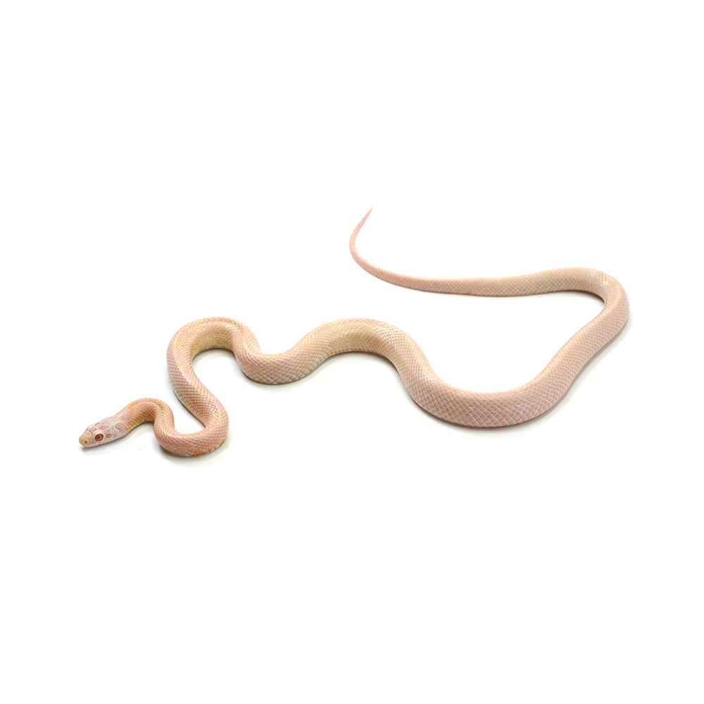 Coral Snow Sunkissed Blood ph Lava ph Motley Caramel Corn Snake
