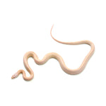 Coral Snow Sunkissed Blood ph Lava ph Motley Caramel Corn Snake