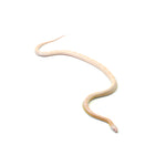 Coral Snow Sunkissed Blood Corn Snake