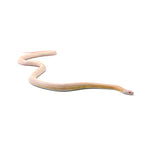 Coral Snow Sunkissed Blood Corn Snake