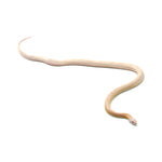 Coral Snow Sunkissed Blood Corn Snake