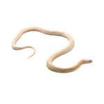 Coral Snow Sunkissed Blood Corn Snake