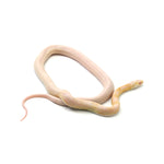 Coral Snow Sunkissed Blood Corn Snake