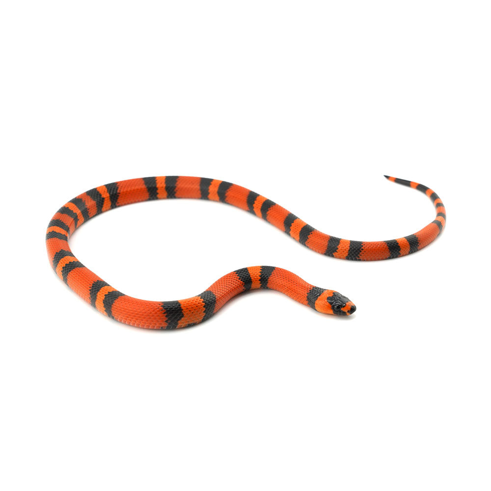 Tangerine Honduran Milk Snake