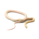 Coral Snow Sunkissed Blood Corn Snake