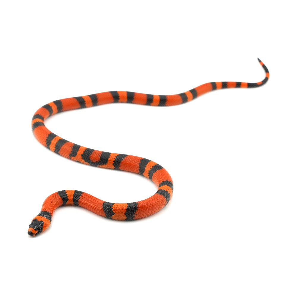 Tangerine Honduran Milk Snake