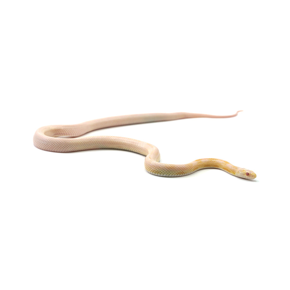 Coral Snow Sunkissed Blood Corn Snake