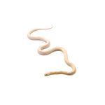 Coral Snow Sunkissed Blood Corn Snake