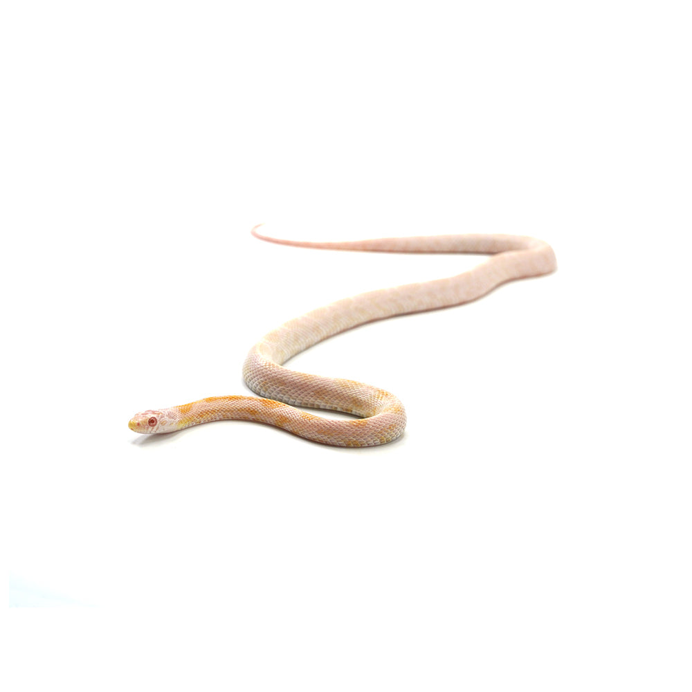 Coral Snow Sunkissed Blood Motley Corn Snake