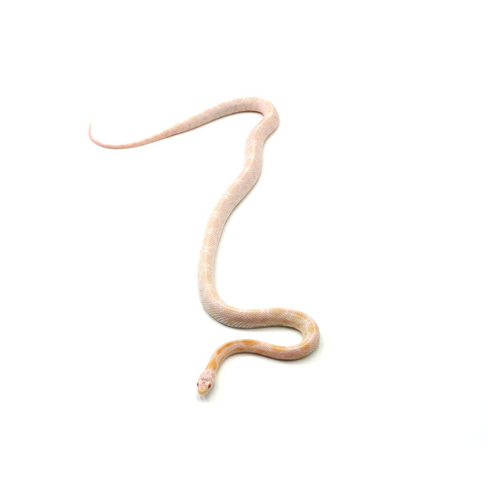 Coral Snow Sunkissed Blood Motley Corn Snake