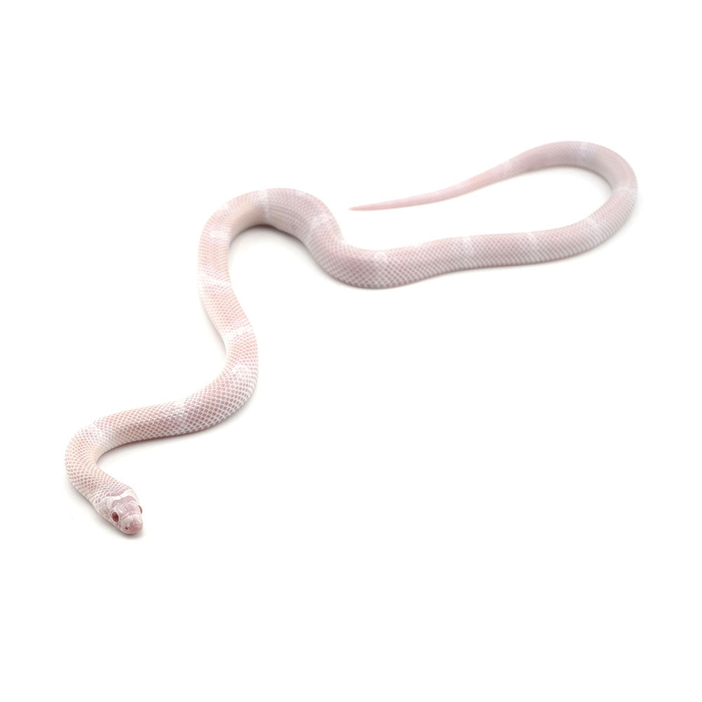 Snow Honduran Milk Snake
