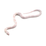 Snow Honduran Milk Snake