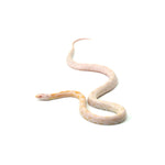 Coral Snow Sunkissed Blood Motley Corn Snake