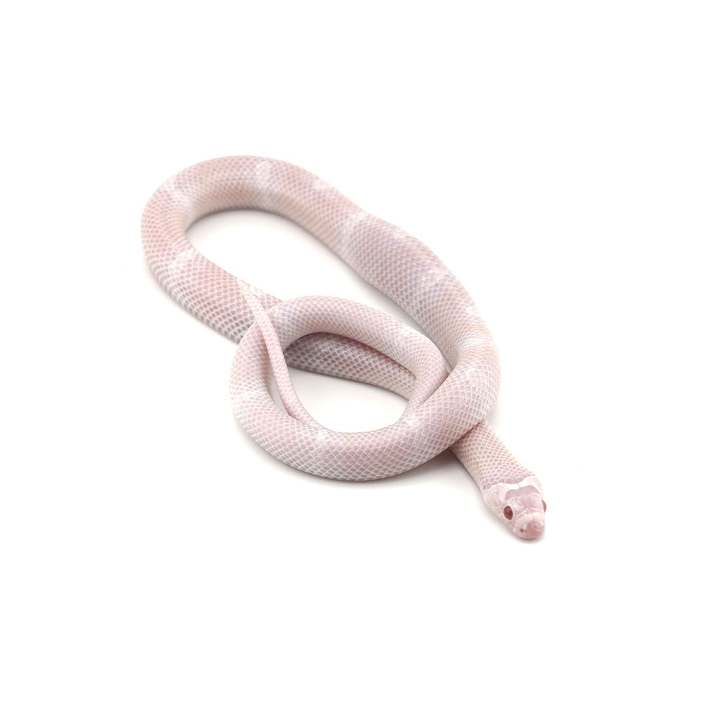 Snow Honduran Milk Snake