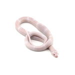 Snow Honduran Milk Snake