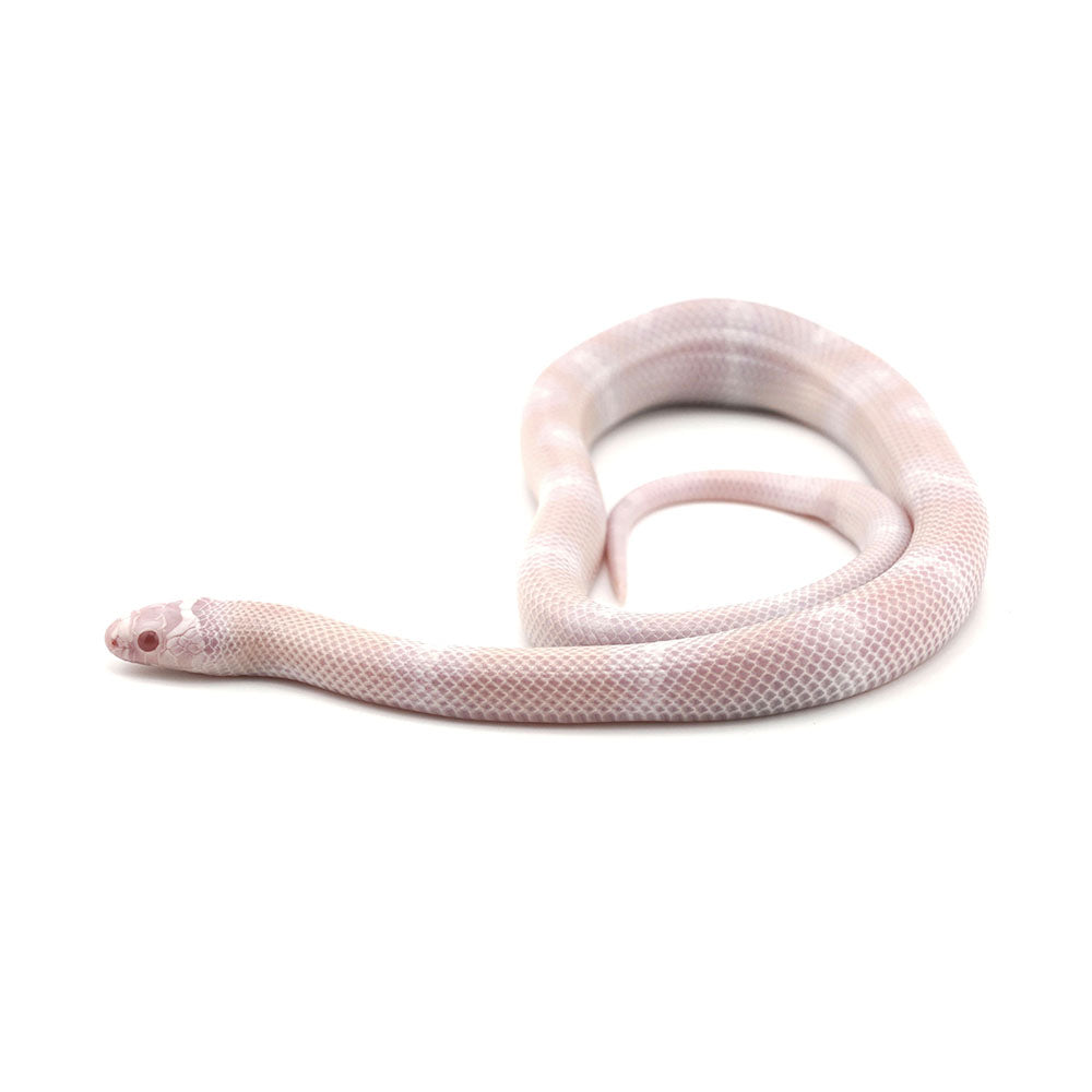 Snow Honduran Milk Snake