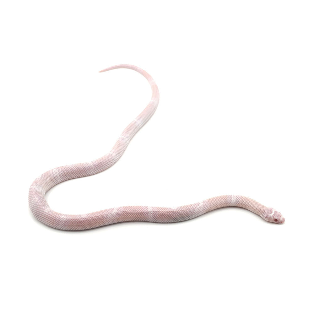 Snow Honduran Milk Snake