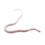 Snow Honduran Milk Snake