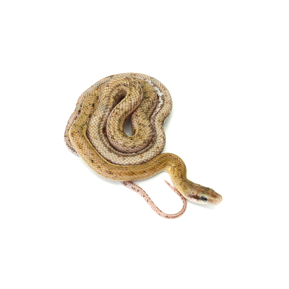 Platinum Calico Beauty Rat Snake