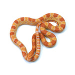 Amel Corn Snake