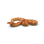 Amel Corn Snake