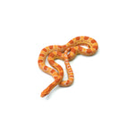 Amel Corn Snake