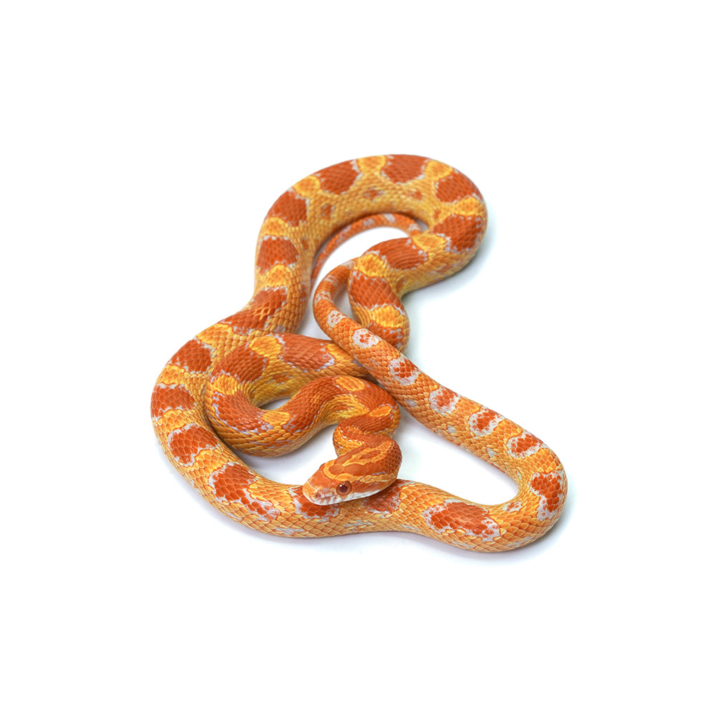 Amel Corn Snake