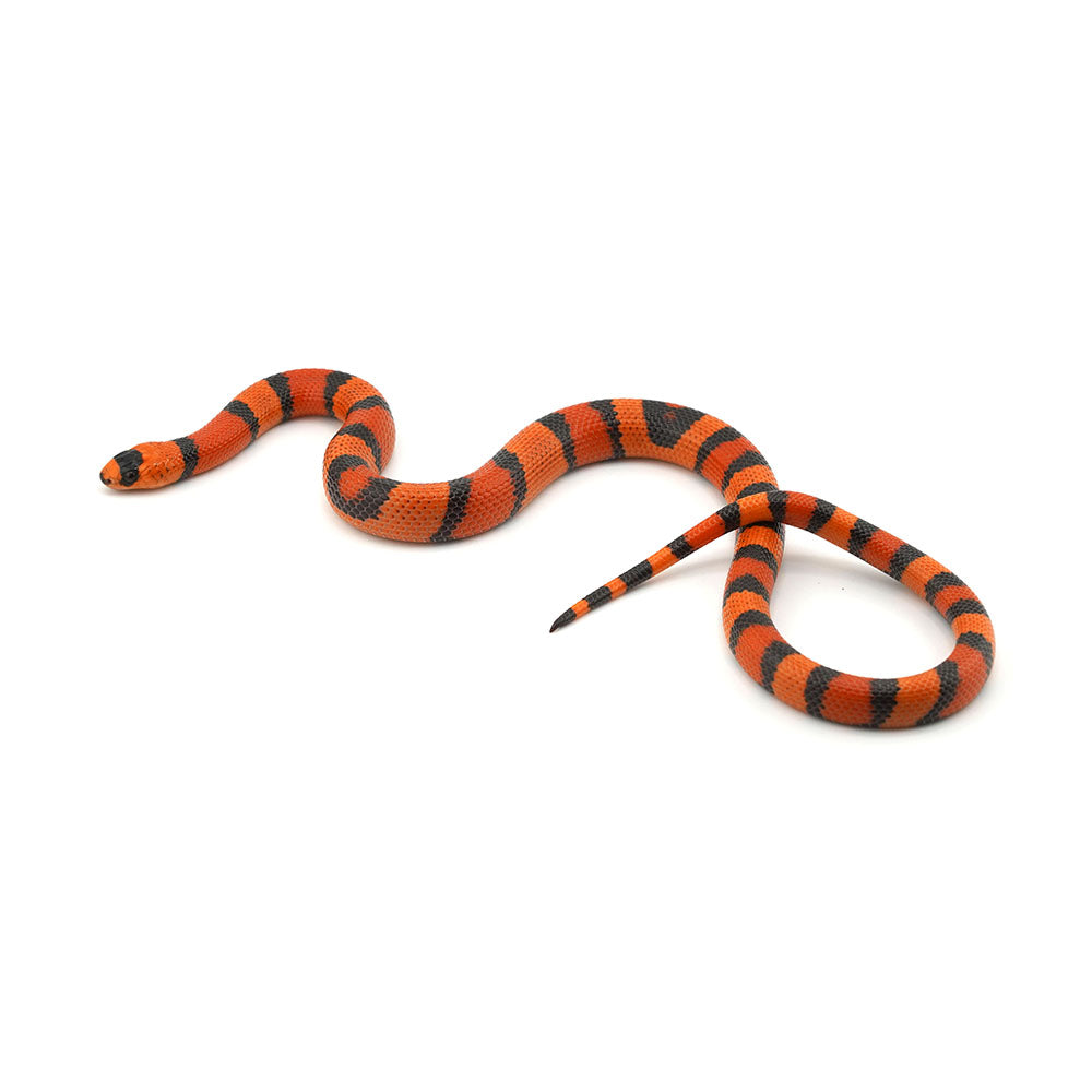 Hypo Tangerine Honduran Milk Snake