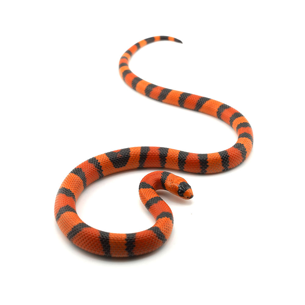 Hypo Tangerine Honduran Milk Snake