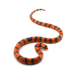 Hypo Tangerine Honduran Milk Snake