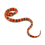 Hypo Tangerine Honduran Milk Snake