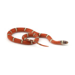 Hypo Erythristic Nelson Milk Snake